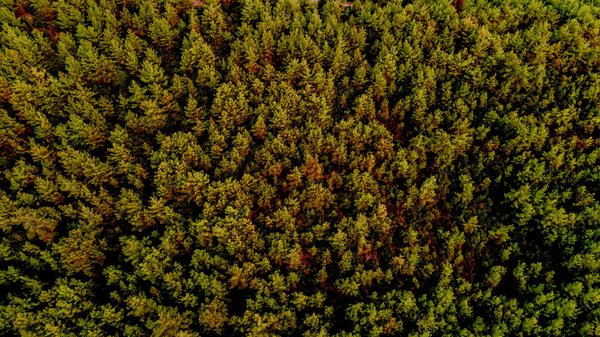 Renaissance des écosystèmes : le retour triomphal des espèces natives après l'élimination des envahisseurs